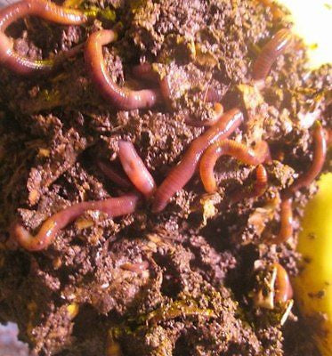 100 European Nightcrawler Fishing Worms (Fresh DAILY)