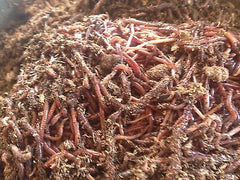 100  Red Wiggler Worms - Buckeye Organics