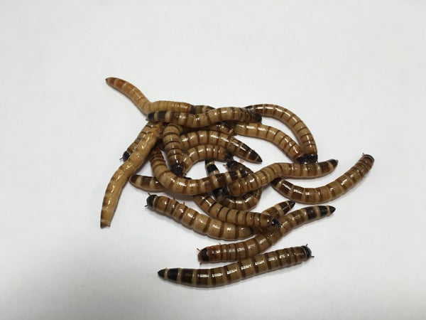 500 ct Large Superworms | Buckeye Organics