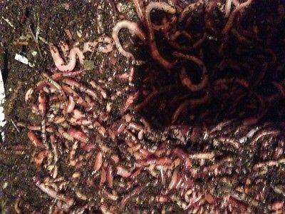 100 European Nightcrawler Fishing Worms (Fresh DAILY)