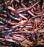 125 African Nightcrawlers - Buckeye Organics