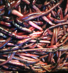 125 African Nightcrawlers - Buckeye Organics