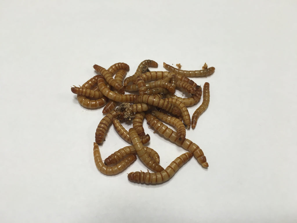 4000 ct Live Mealworms