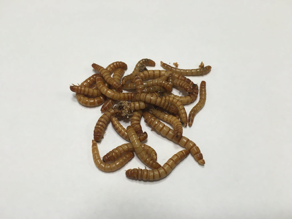 5000 Ct. Mealworms