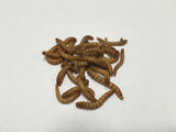 5000 Ct. Mealworms - Buckeye Organics
