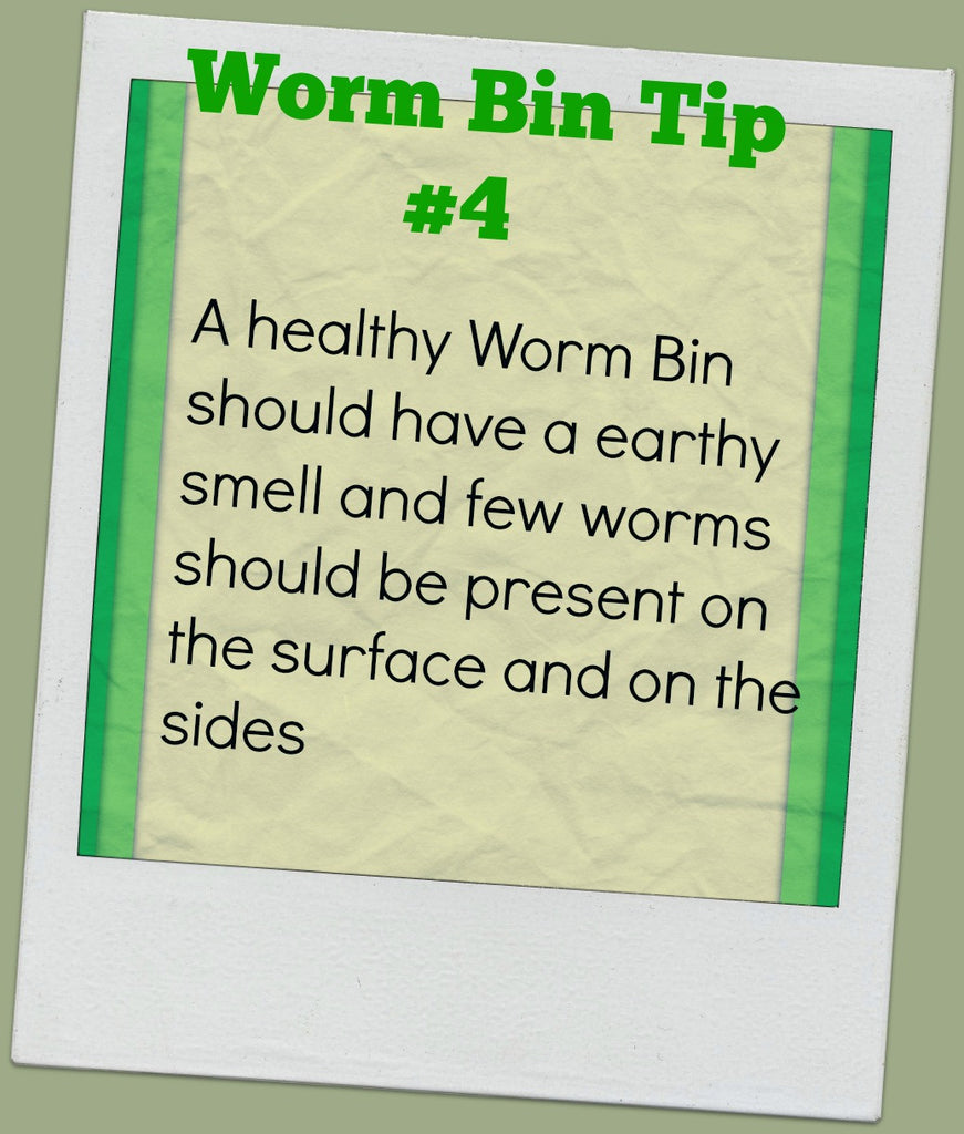 What a Worm Bin Should Smell Like- Worm Bin Tip #4