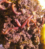 100  Red Wiggler Worms - Buckeye Organics