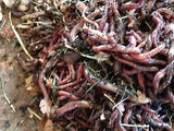 1/2 lb Red Wigglers/European Nightcrawlers Mix - Buckeye Organics