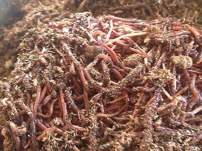 100  Red Wiggler Worms