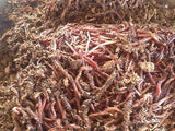 100  Red Wiggler Worms - Buckeye Organics