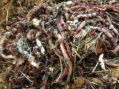 1/4lb Red Wigglers/European Nightcrawlers Mix