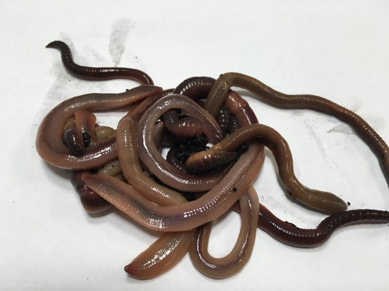 250 ct Canadian Nightcrawlers