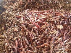 1Lb Red Wiggler Worms