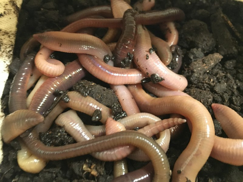 Live Canadian Nightcrawler Worms Pet Bird Food - Health Living Earthworm  BULK