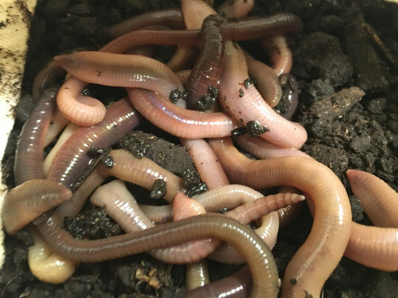 African Nightcrawlers ANC worms ***Delivery has started for summer