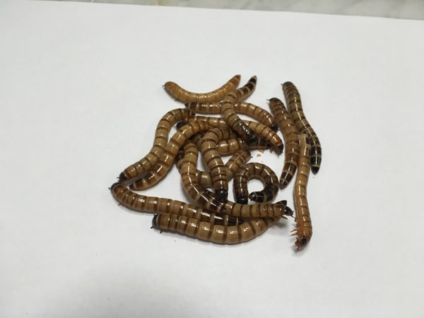 100 ct Large Superworms