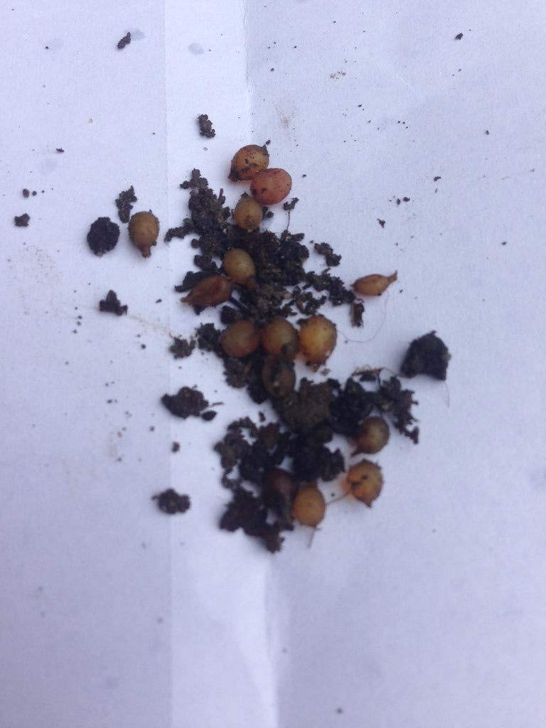 Red Wiggler Worm Cocoons for sale