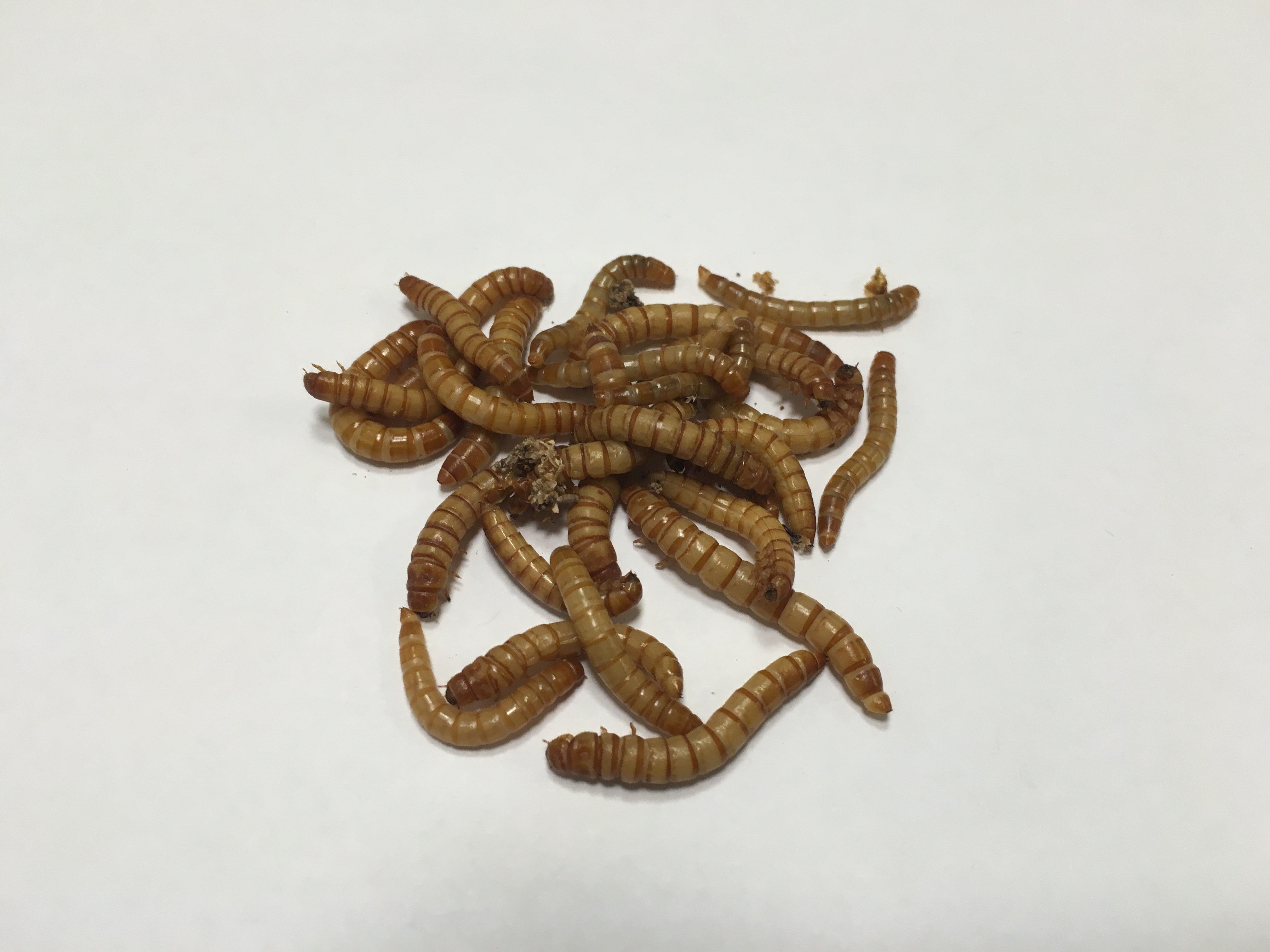 500 Ct. Mealworms - Buckeye Organics