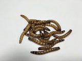 4000 ct Superworms - Buckeye Organics