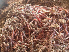 1/2 lb Red Wiggler Worms - Buckeye Organics